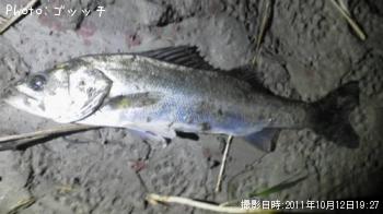 シーバス
