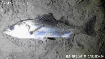 シーバス