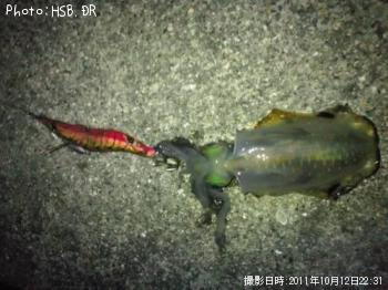 アオリイカ