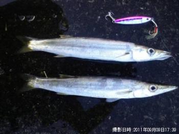 カマス