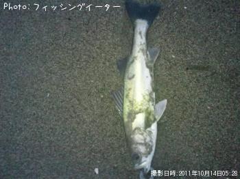 シーバス