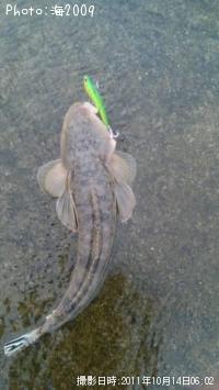マゴチ