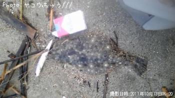 ヒラメ