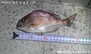 鯛
