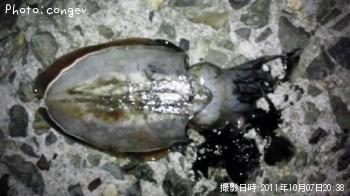 コウイカ