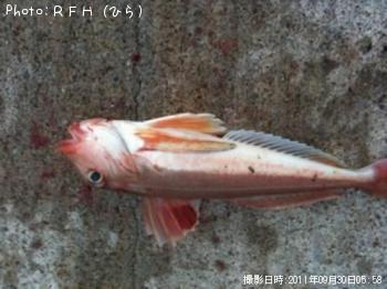 カナガシラ