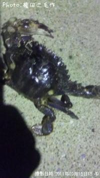 ガネ
