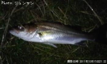 シーバス