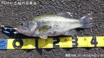 ブラックバス