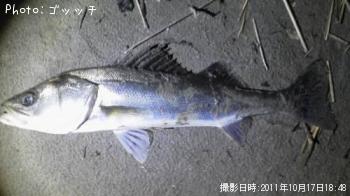 シーバス