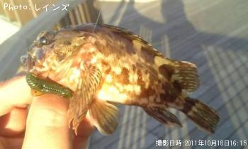 カサゴ