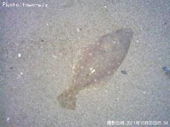 ヒラメ