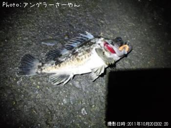 タケノコメバル