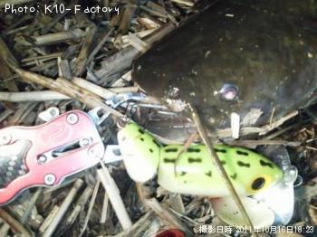 ナマズ！