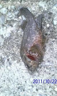 饽