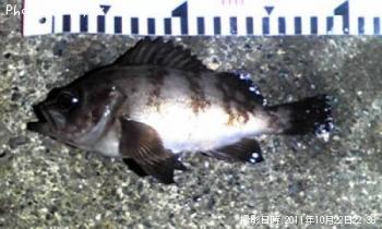 メバル