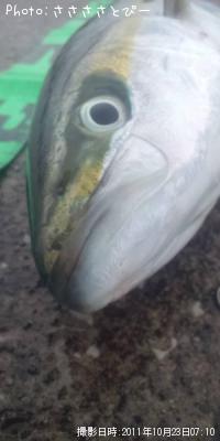 イナダ