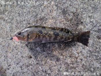 ʥ