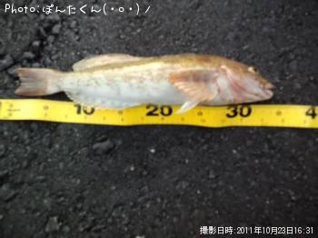 ʥ