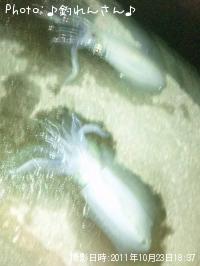 屨±
