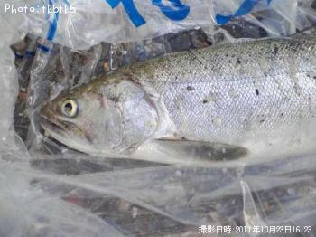 銀鮭