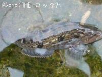 ʥ