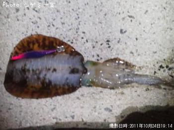 アオリイカ
