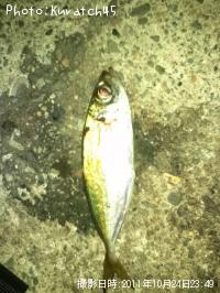 アジ
