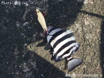 イシダイ