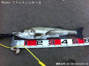 シーバス