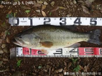 ブラックバス