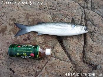 ボラ