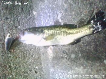 ブラックバス