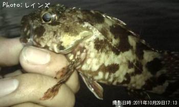 カサゴ