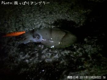 コウイカ