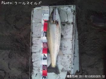 シーバス
