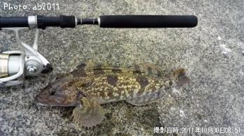 アイナメ