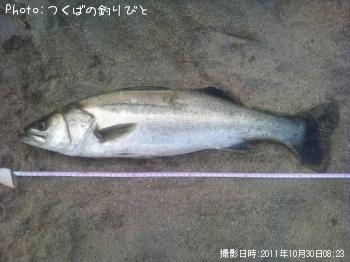 シーバス