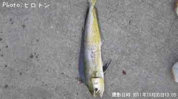 シイラ