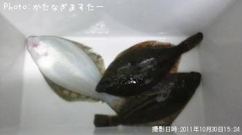 ヒガレイ