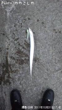 太刀魚