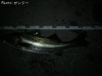シーバス