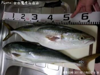 饵