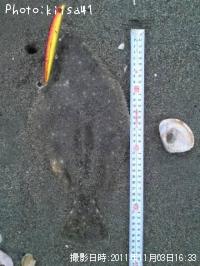 ヒラメ