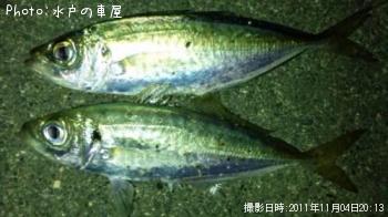 アジ