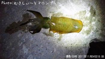 アオリイカ