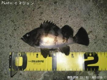 メバル