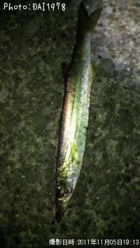ޥ