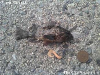 クロソイ