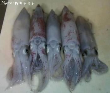 テクビイカ